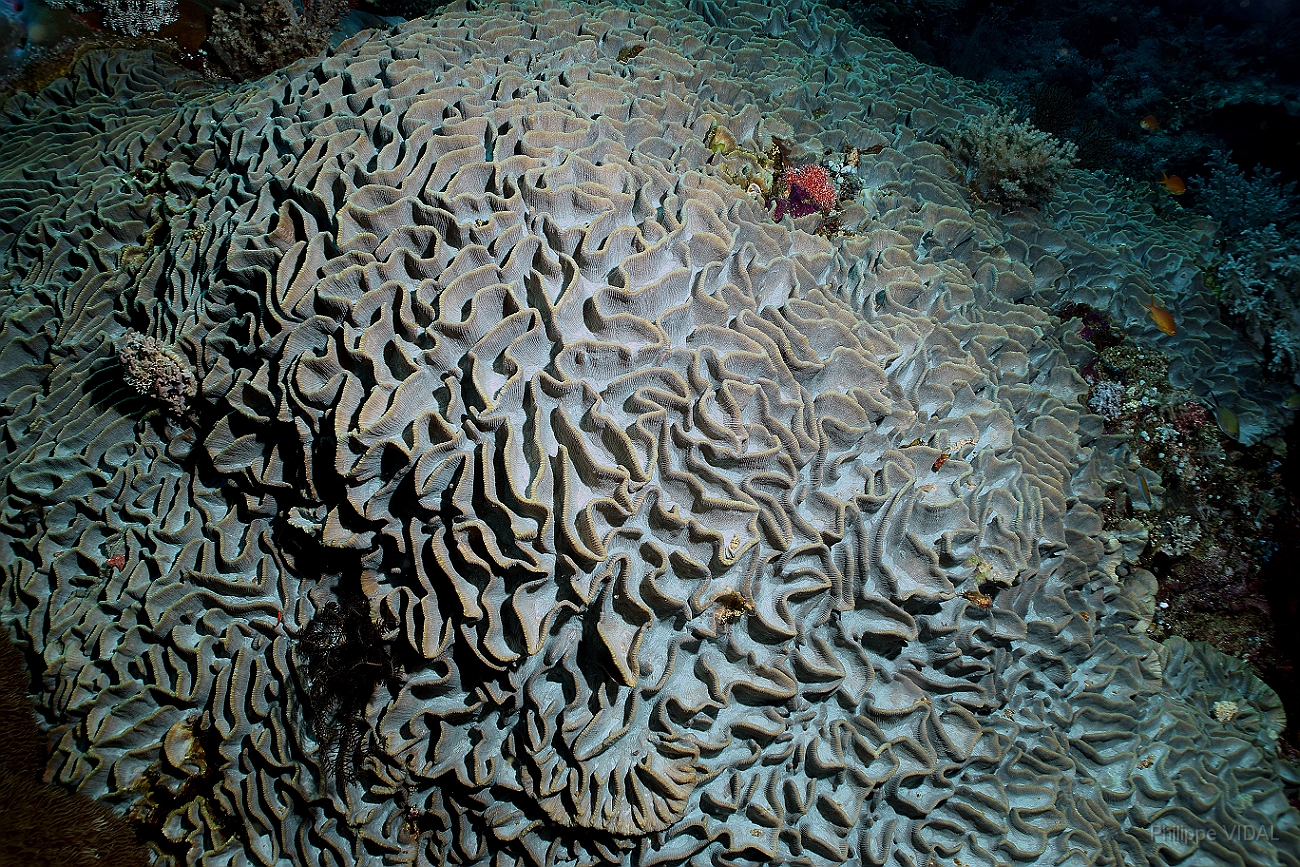 Raja Ampat 2016 - Corail - IMG_4426_rc.jpg